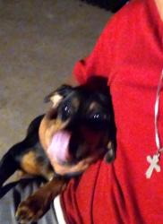 Lost Female Dog last seen 73rd ave and Vermont across from Bicentennial South School, Glendale, AZ 85303