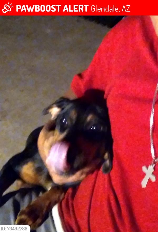 Lost Female Dog last seen 73rd ave and Vermont across from Bicentennial South School, Glendale, AZ 85303