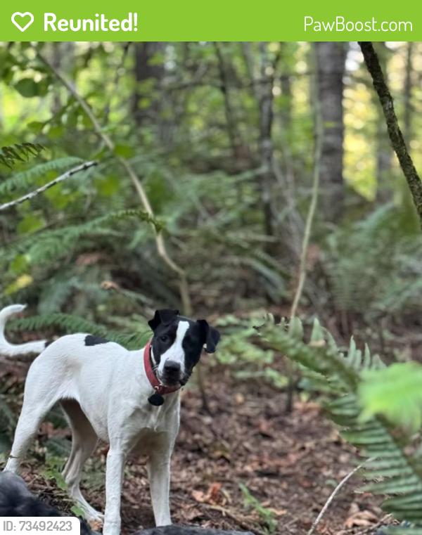 Reunited Female Dog last seen Cedar Hills Blvd and Walker, Portland, OR 97225