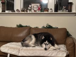 Reunited Male Dog last seen B St, San Diego, CA, USA, San Diego, CA 92101