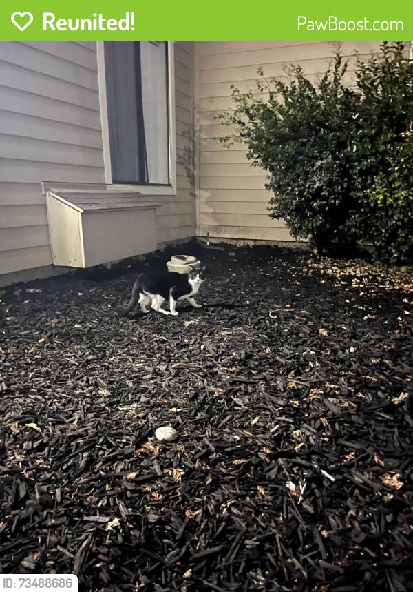 Reunited Unknown Cat last seen Cross streets of Trade Zone Blvd and N Capitol Ave, San Jose, CA 95131