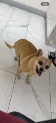 Reunited Male Dog last seen Behind home on trails, Riverside, CA 92509
