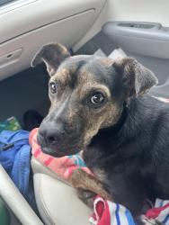 Found/Stray Female Dog last seen Edgewood Church Dog Park, Greer, SC 29615