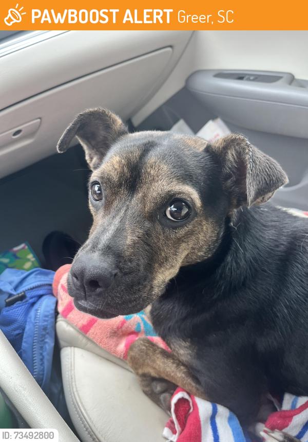 Found/Stray Female Dog last seen Edgewood Church Dog Park, Greer, SC 29615