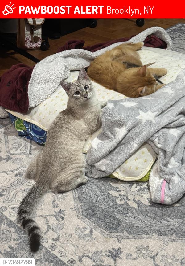 Lost Female Cat last seen Kaiser park, Brooklyn, NY 11224
