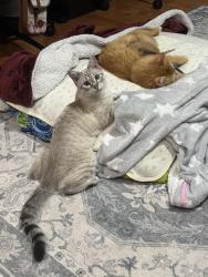 Lost Female Cat last seen Kaiser park, Brooklyn, NY 11224
