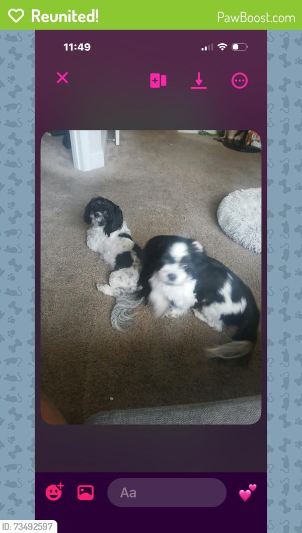 Reunited Female Dog last seen Amber Shadow, Durham, NC 27713