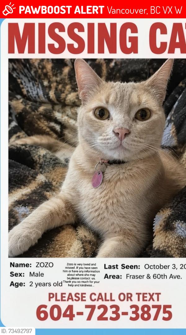 Lost Male Cat last seen Fraser and 60th avenue, Vancouver, BC V5X 3W6