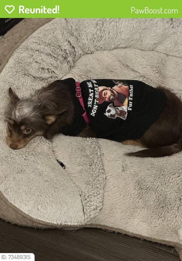 Reunited Female Dog last seen Near W 3rd St, Chester, PA 19013, USA, Chester, PA 19013