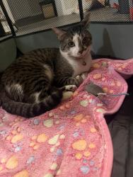 Lost Male Cat last seen Near s frankfort ave, DeLand, FL 32724