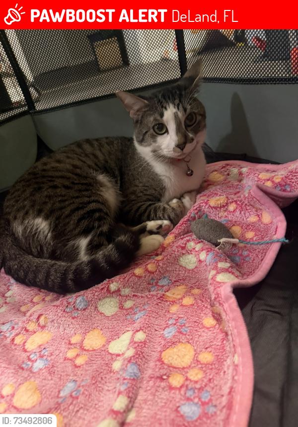 Lost Male Cat last seen Near s frankfort ave, DeLand, FL 32724