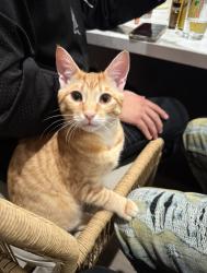 Reunited Male Cat last seen Near Delta Vw Ave, Sacramento, CA 95832, USA, Sacramento, CA 95832