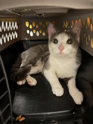 Found/Stray Unknown Cat last seen Sawmill apmts off of Sherman Dr, Indianapolis, IN 46237