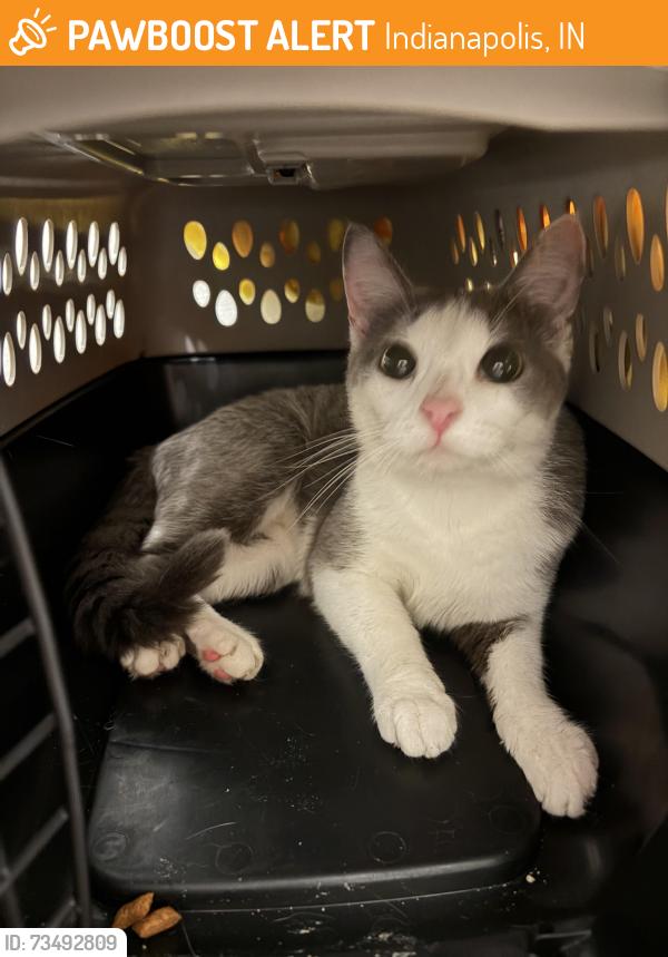 Found/Stray Unknown Cat last seen Sawmill apmts off of Sherman Dr, Indianapolis, IN 46237