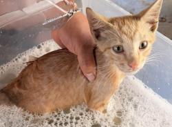 Lost Male Cat last seen Mccnut and parish rd, Haltom City, TX 76117