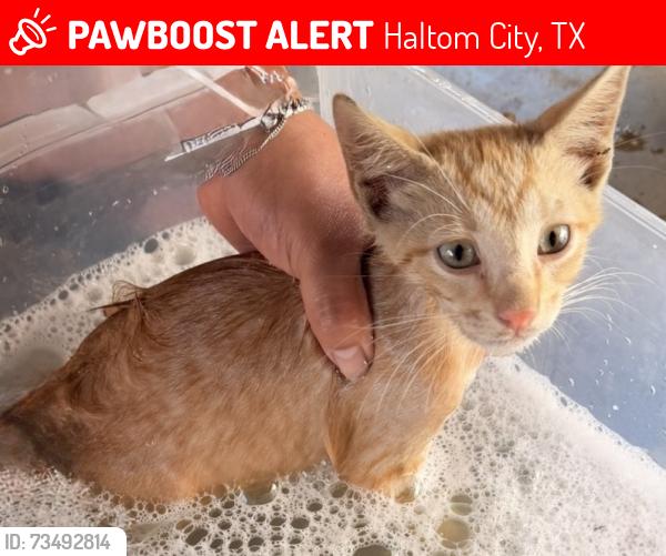 Lost Male Cat last seen Mccnut and parish rd, Haltom City, TX 76117