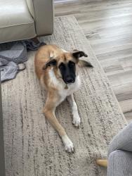 Reunited Male Dog last seen W 45th near Rosedale, Austin, TX 78731