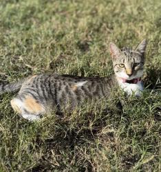 Lost Female Cat last seen Old Allenton rd & Hwy 41, Robeson County, NC 28358