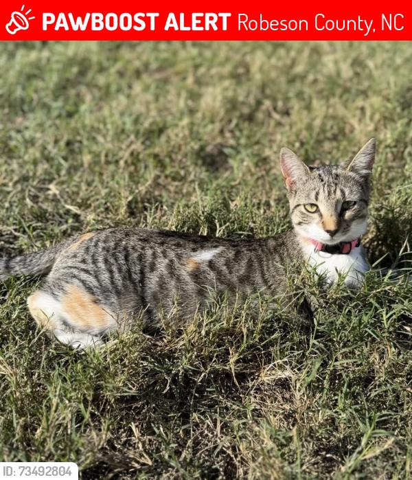 Lost Female Cat last seen Old Allenton rd & Hwy 41, Robeson County, NC 28358