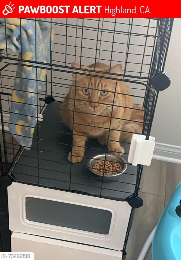Lost Male Cat last seen Baseline and Webster, Highland, CA 92346