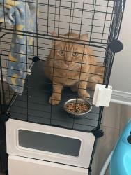 Lost Male Cat last seen Baseline and Webster, Highland, CA 92346