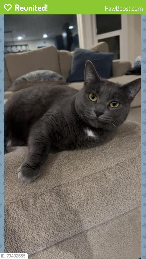 Reunited Female Cat last seen Aldergrove, Langley Township, BC V4W 2S8