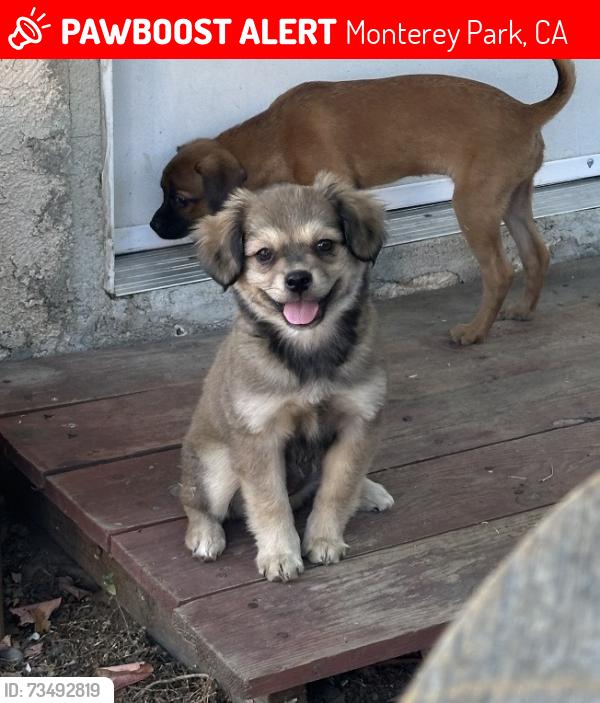 Lost Female Dog last seen W Fernfield Dr & Hendricks Ave 91754, Monterey Park, CA 91754
