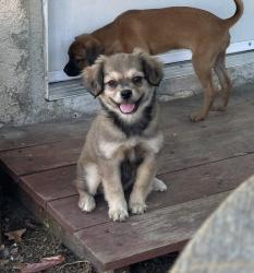 Lost Female Dog last seen W Fernfield Dr & Hendricks Ave 91754, Monterey Park, CA 91754