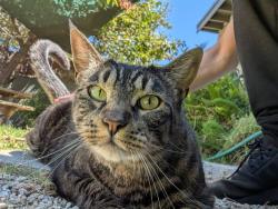 Reunited Male Cat last seen Obama Blvd near Expo Crenshaw train station, likely left through the back alley behind Obama Blvd, Los Angeles, CA 90018