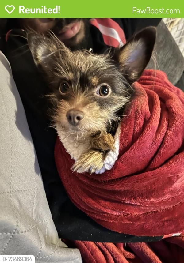 Reunited Female Dog last seen 3rd and Pusey, Chester, PA 19013