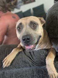 Reunited Female Dog last seen 60th W and rosamond blvd rosamond ca, Rosamond, CA 93560