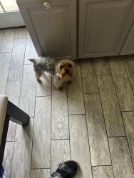 Reunited Male Dog last seen 30th st and Avenue J, Lancaster, CA 93536