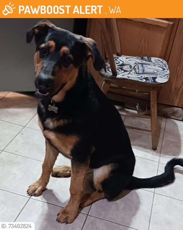 Found/Stray Male Dog last seen Richland, Kennewick, WA 99336