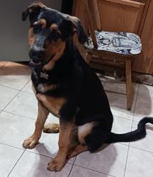 Found/Stray Male Dog last seen Richland, Kennewick, WA 99336
