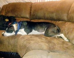 Reunited Female Dog last seen Bannister and Grandview road, Kansas City, MO 64137