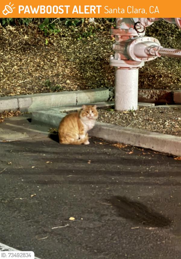 Found/Stray Unknown Cat last seen Tesla charger station behind amc, Santa Clara, CA 95054