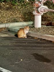 Found/Stray Unknown Cat last seen Tesla charger station behind amc, Santa Clara, CA 95054