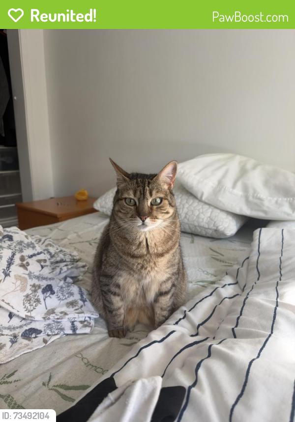 Reunited Female Cat last seen Broughton, Vancouver, BC V6E 1S6