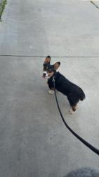 Reunited Male Dog last seen windy ridge way, Menifee, CA 92584