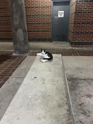 Found/Stray Unknown Cat last seen I-4 Rest Area Westbound, Polk City, FL 33868, Polk City, FL 33868