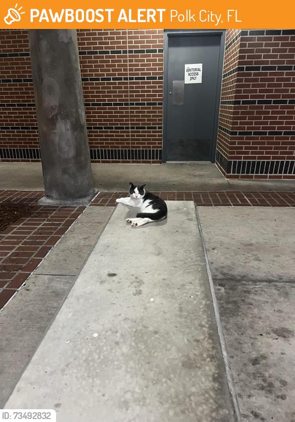 Found/Stray Unknown Cat last seen I-4 Rest Area Westbound, Polk City, FL 33868, Polk City, FL 33868