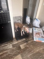 Lost Male Dog last seen Regina st sw, Wyoming, MI 49519