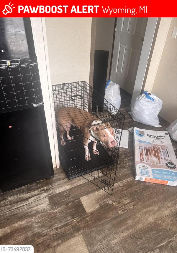 Lost Male Dog last seen Regina st sw, Wyoming, MI 49519
