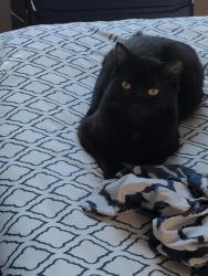 Lost Female Cat last seen SW 182nd Ave & SW Longacre St., Aloha, OR 97007