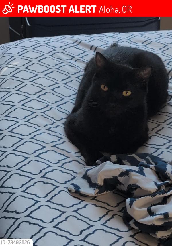 Lost Female Cat last seen SW 182nd Ave & SW Longacre St., Aloha, OR 97007