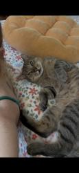 Lost Male Cat last seen Terra Vista complex, San Diego, CA 92129
