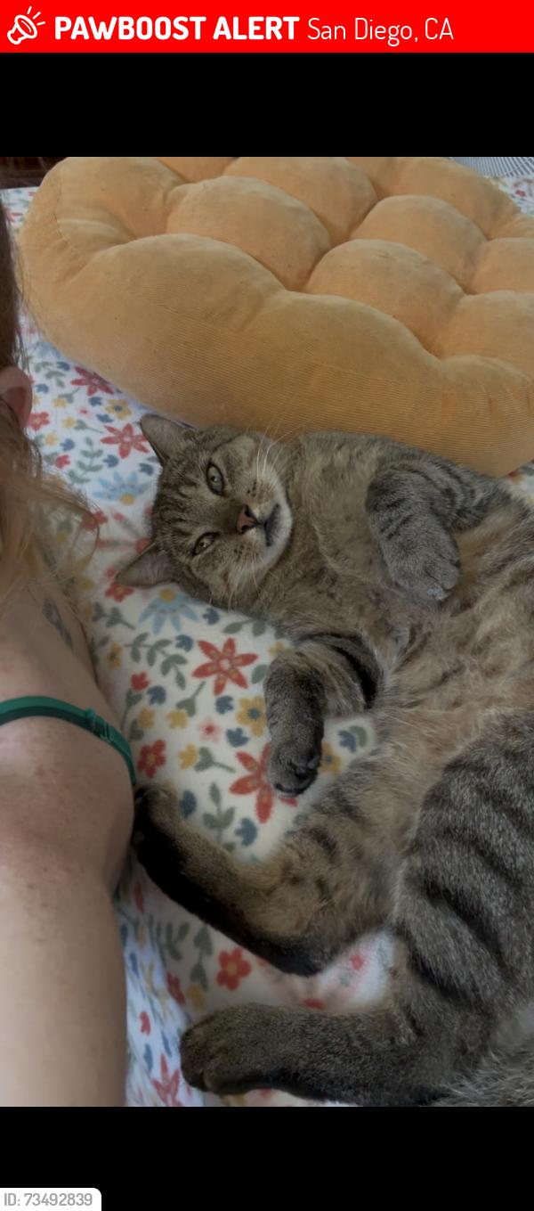 Lost Male Cat last seen Terra Vista complex, San Diego, CA 92129