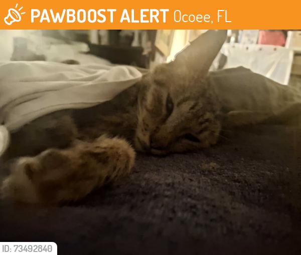 Found/Stray Male Cat last seen Wurst Rd and Russell Dr, Ocoee, FL 34761