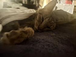 Found/Stray Male Cat last seen Wurst Rd and Russell Dr, Ocoee, FL 34761