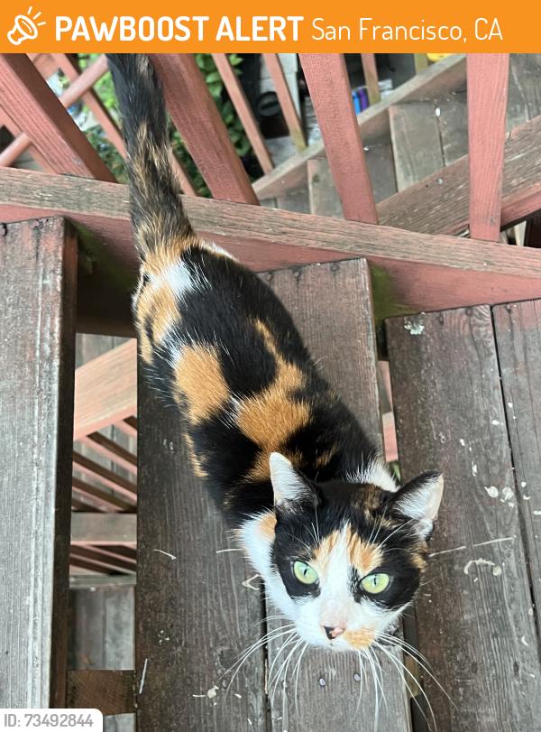 Found/Stray Unknown Cat last seen Painted Ladies, San Francisco, CA 94117